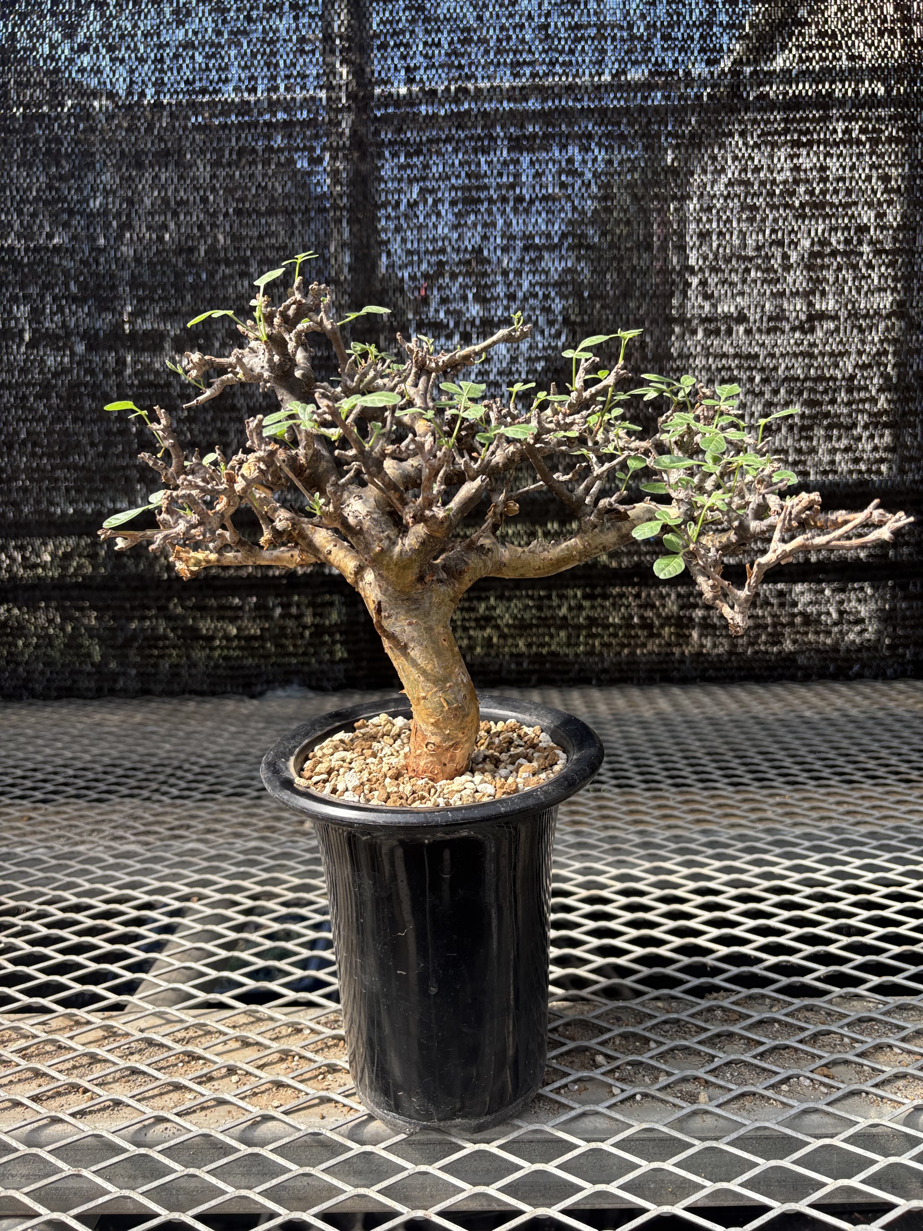 コミフォラストックシアナ　植物のみ コミフォラ ストックシアナ① | X−PLANTS