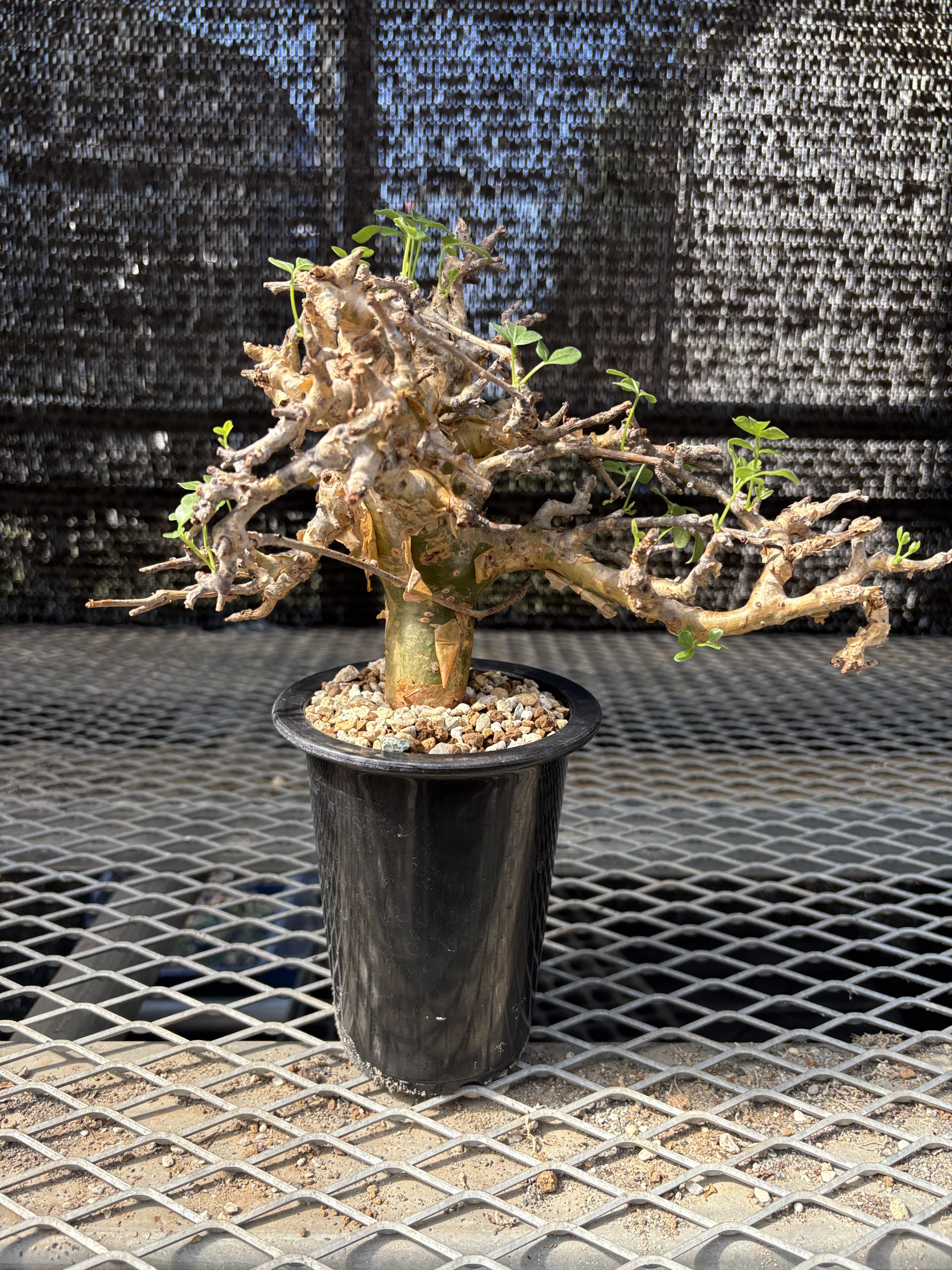 コミフォラストックシアナ　植物のみ コミフォラ ストックシアナ② | X−PLANTS