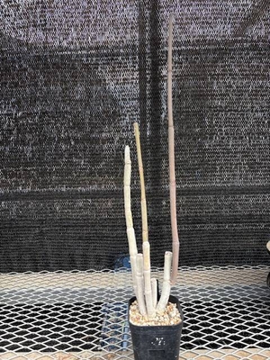 セロペギア フスカ③