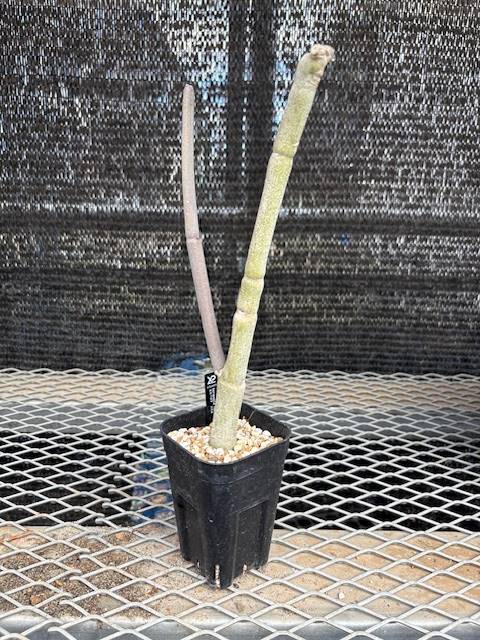 セロペギア フスカ⑤ | X−PLANTS セロぺギア フスカ