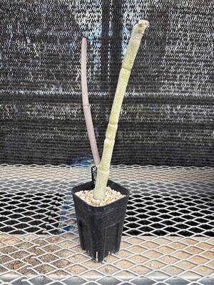 セロペギア フスカ⑤