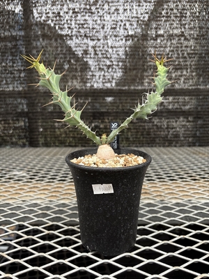 ユーフォルビア　ブルアナ④