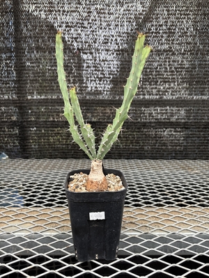 ユーフォルビア　ブルアナ⑤