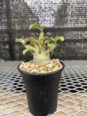 アデニウムアラビカムDHEメデューサ①