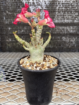 アデニウムアラビカムDHEメデューサ②