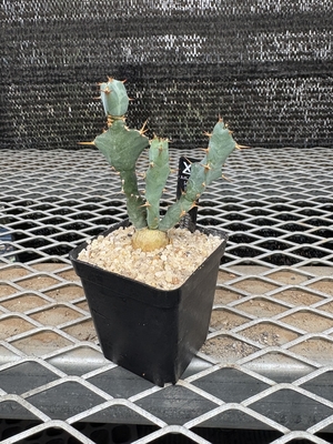 ユーフォルビア　クラビゲラ　実生⑤