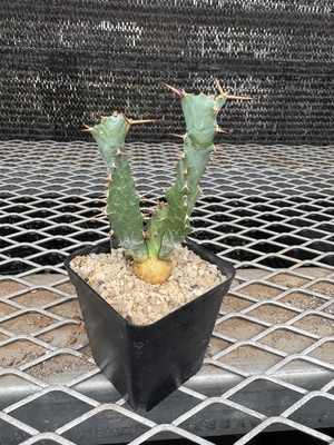 ユーフォルビア　トルチラマ⑥