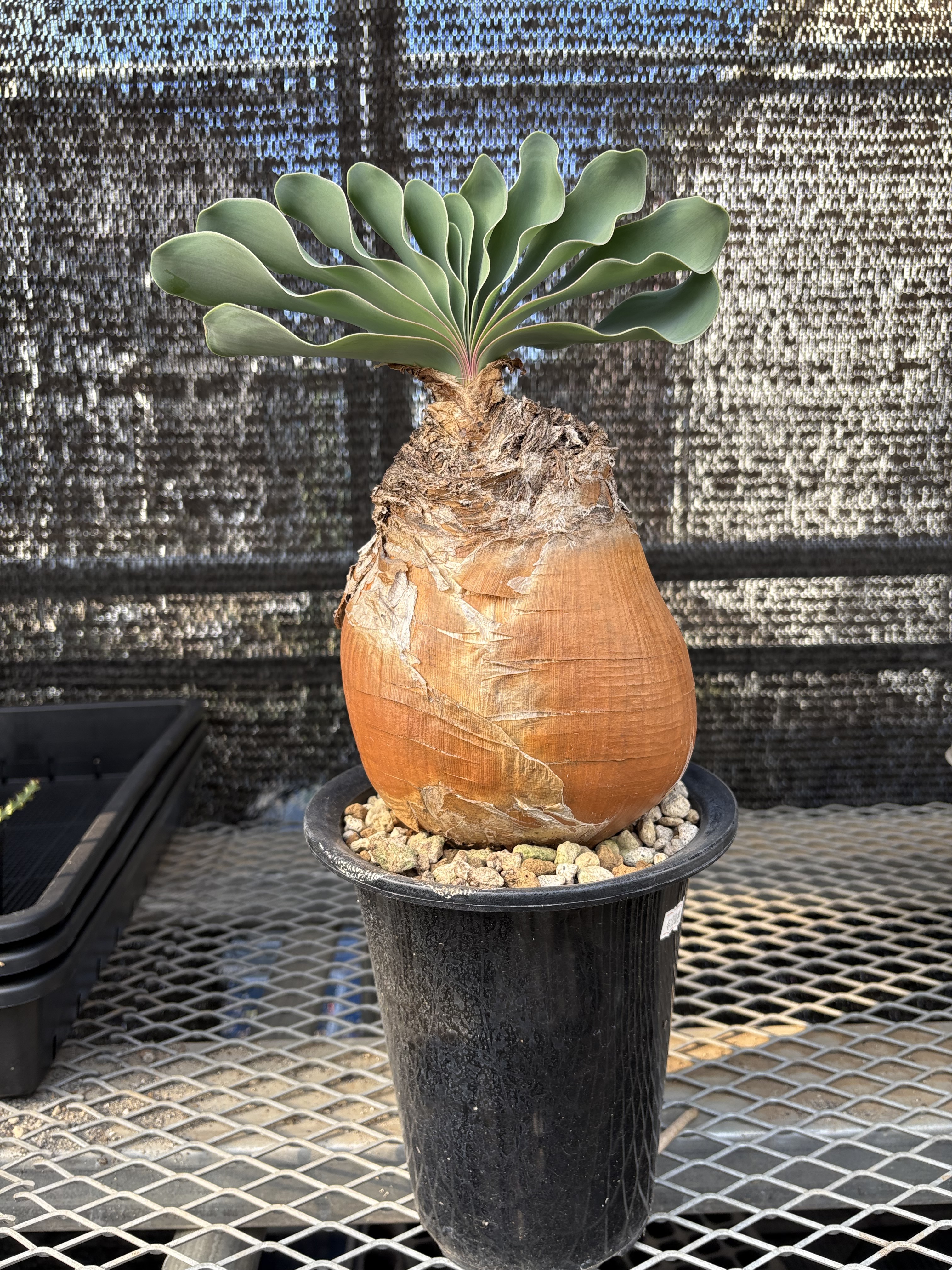 ブーファン ハエマンソイデス① | X−PLANTS