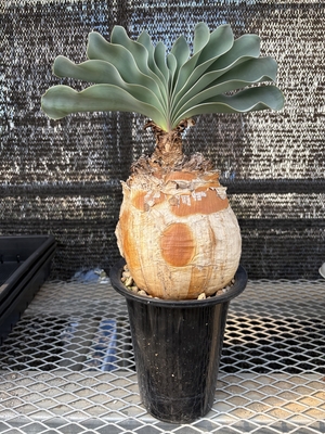 ブーファン　ハエマンソイデス②