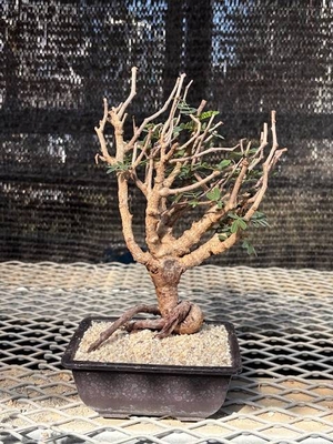 センナメリディオナリスセンナ根上り仕立て④