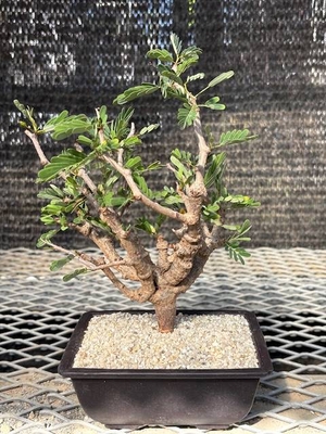 センナメリディオナリスセンナ⑤