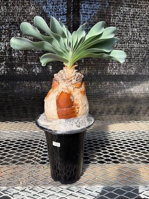 ブーファン　ハエマンソイデス③