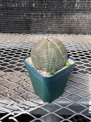 ユーフォルビア　オベサ③