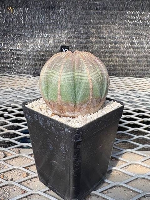 ユーフォルビア　オベサ④