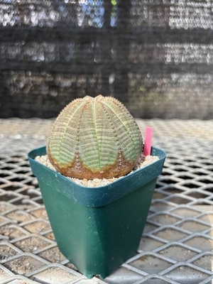 ユーフォルビア　オベサ⑤