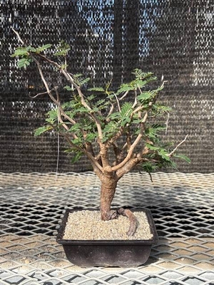 センナメリディオナリスセンナ根上り仕立て⑥