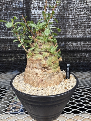 フォークイエリア　コルムナリス①大