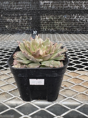 グラプトベリア　スターファイヤー①