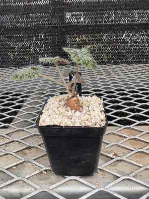 ペラルゴニウム　バークリー②