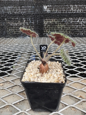 ペラルゴニウム　バークリー①