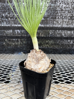 ゲチリス　グランディフローラ③大