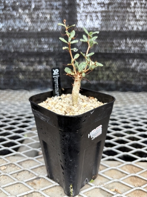 フォークイエリア　コラムナリス②