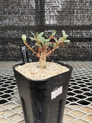 フォークイエリア　コラムナリス①