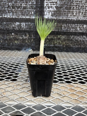 ゲチリス　グランディフローラ②