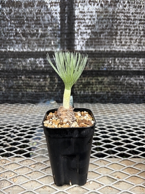 ゲチリス　グランディフローラ①