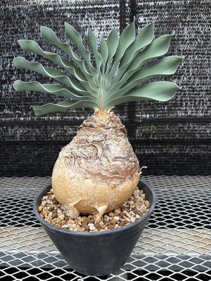 ブーファン　ハエマンソイデス⑤