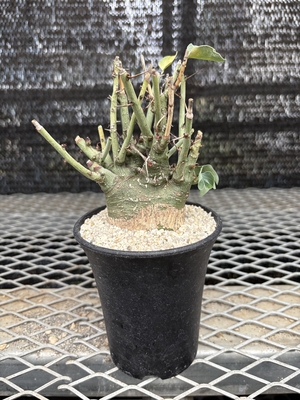 アデニア　スピノーサ