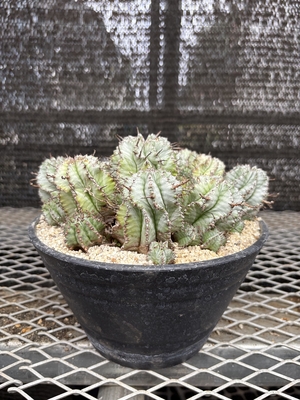 ユーフォルビア　ホリダ群生　特大