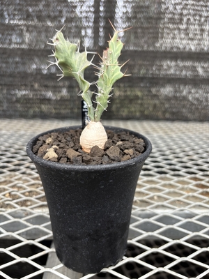 ユーフォルビア　ブルアナ⑥