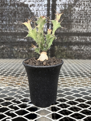 ユーフォルビア　ブルアナ⑦