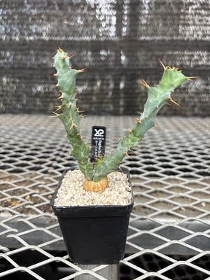 ユーフォルビア　クラビゲラ①