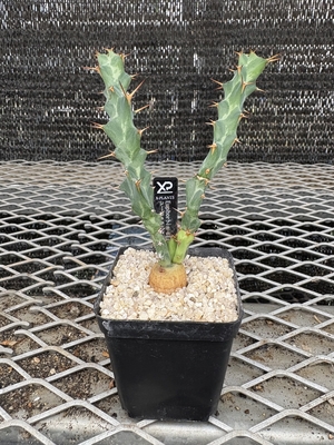 ユーフォルビア　クラビゲラ②