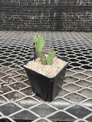 ユーフォルビア　トルチラマ⑧