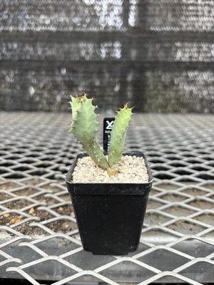 ユーフォルビア　トルチラマ⑨