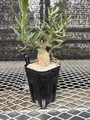 パキポディウム　ビスピノーサム⑤