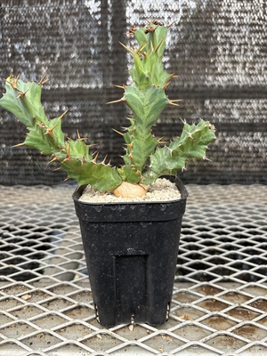 ユーフォルビア　クラビゲラ⑪