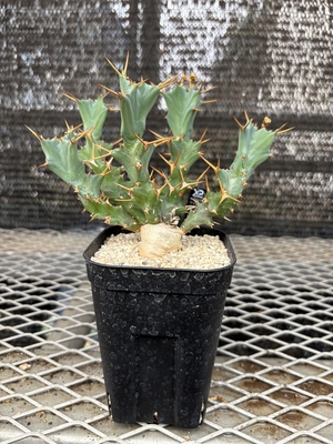 ユーフォルビア　クラビゲラ⑩