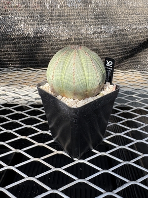 ユーフォルビア　オベサ⑥