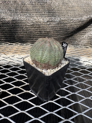 ユーフォルビア　オベサ⑦