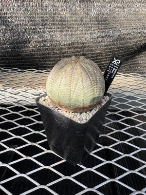 ユーフォルビア　オベサ⑧