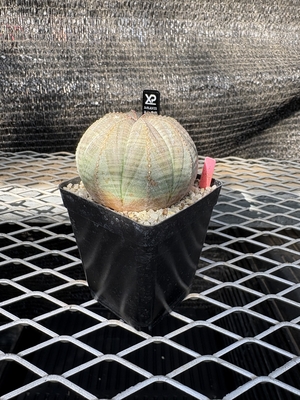 ユーフォルビア　オベサ⑨