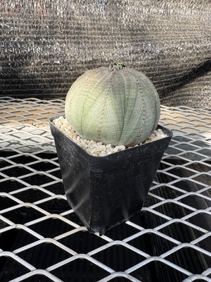 ユーフォルビア　オベサ⑩