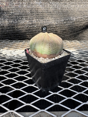 ユーフォルビア　オベサ11