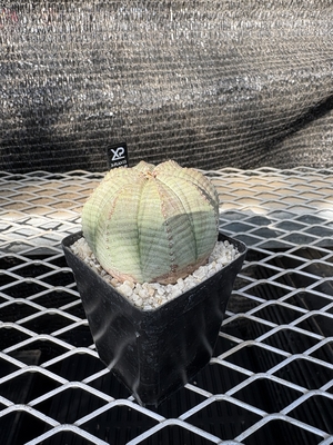 ユーフォルビア　オベサ12