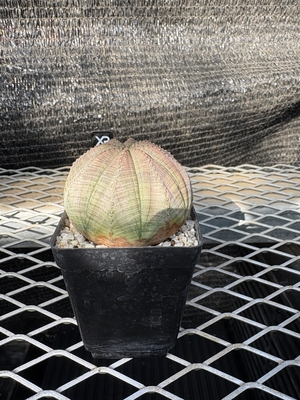 ユーフォルビア　オベサ13