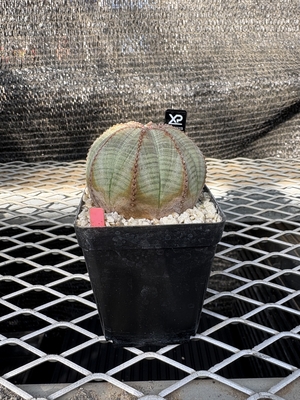 ユーフォルビア　オベサ14